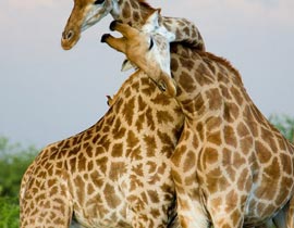 Steps for Save Animals