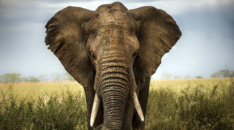 Ozone Layer - Signs of Recovery